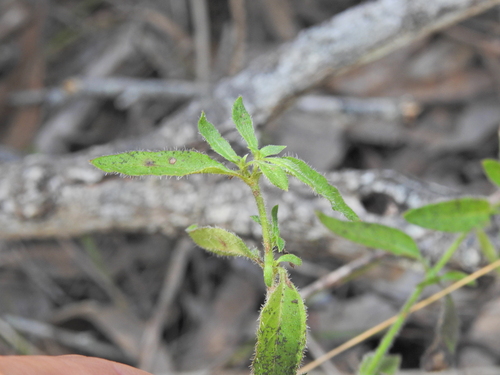 Image of Opercularia hispida by (c) Scott W. Gavins, some rights reserved (CC BY)