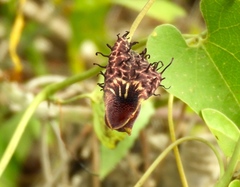 Aristolochia taliscana