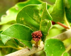 Pisonia capitata