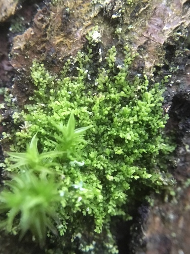 Myriocoleopsis minutissima