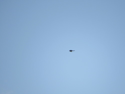 Gundlach's Hawk (Astur gundlachi), photo 9