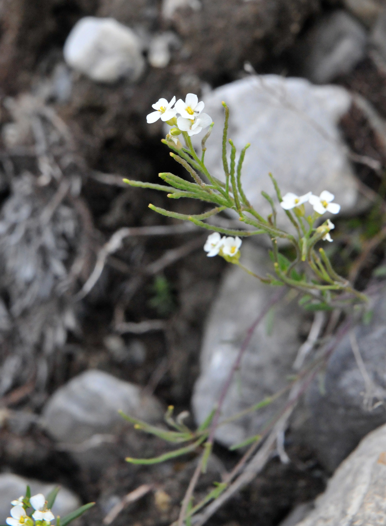 Braya humilis ssp. humilis