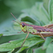 Pseudochorthippus parallelus - Photo (c) Paul Cools, alguns direitos reservados (CC BY-NC), uploaded by Paul Cools