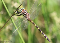 Cordulegaster bilineata