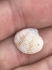 Chionopsis intapurpurea