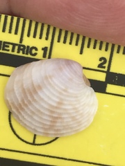 Chionopsis intapurpurea