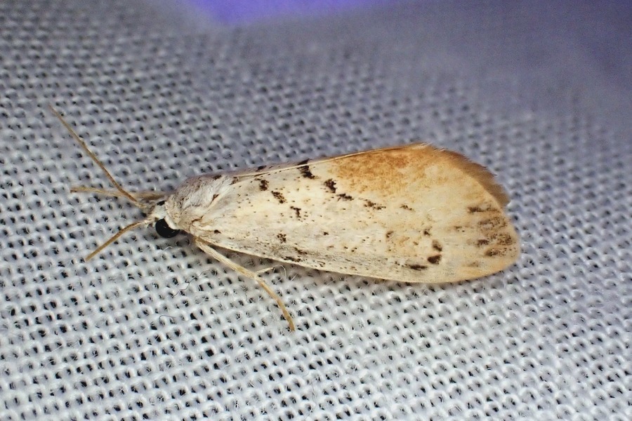 Exilisia rufescens