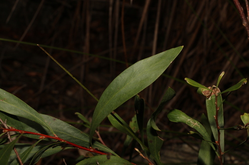 Image of Hakea eriantha by (c) Greg Tasney, some rights reserved (CC BY-SA)