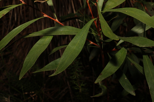 Image of Hakea eriantha by (c) Greg Tasney, some rights reserved (CC BY-SA)