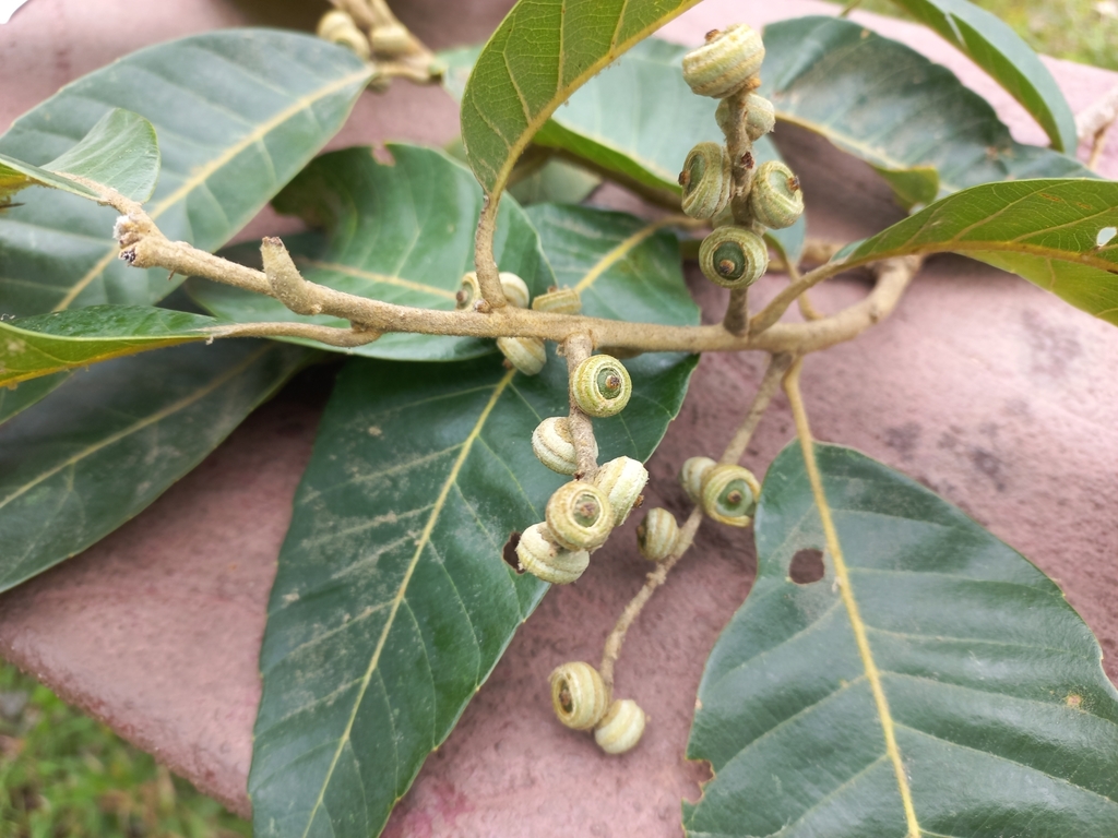 Quercus kerrii (Quercus kerrii)