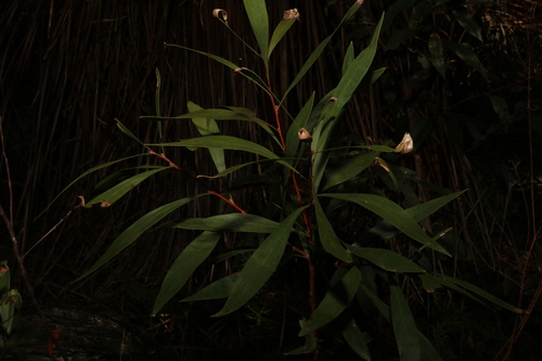Image of Hakea eriantha by (c) Greg Tasney, some rights reserved (CC BY-SA)