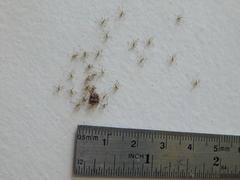 Zelus renardii