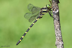 Cordulegaster erronea