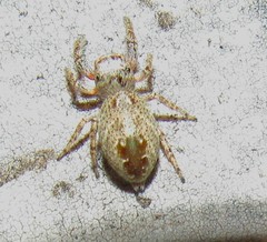 Metaphidippus