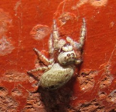 Metaphidippus