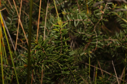 Image of Acacia saxicola by (c) Greg Tasney, some rights reserved (CC BY-SA)