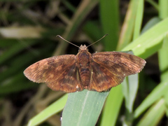 Pellicia dimidiata dimidiata
