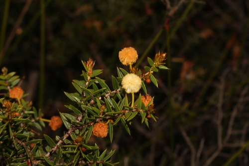 Image of Acacia saxicola by (c) Greg Tasney, some rights reserved (CC BY-SA)