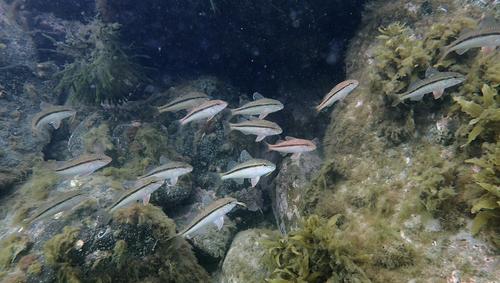 Bluespotted goatfish (Upeneichthys vlamingii) — Mullidae — 4