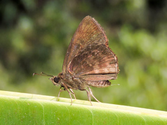 Pellicia dimidiata dimidiata