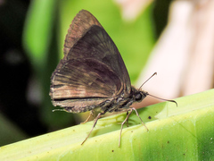 Pellicia dimidiata dimidiata