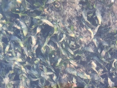 Caulerpa prolifera