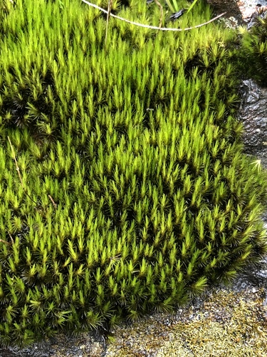 Campylopus bicolor