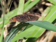 Pellicia dimidiata dimidiata