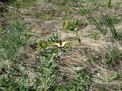 Papilio machaon oregonius