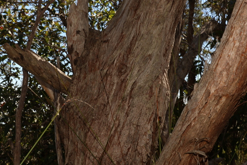 Image of Eucalyptus campanulata by (c) Greg Tasney, some rights reserved (CC BY-SA)