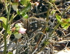 Hesperia metea
