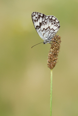 Melanargia larissa