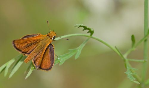 Lulworth Skipper, Rila, Kyustendil, BG, photo 10 of 10