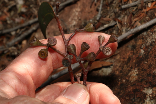 Image of Eucalyptus campanulata by (c) Greg Tasney, some rights reserved (CC BY-SA)