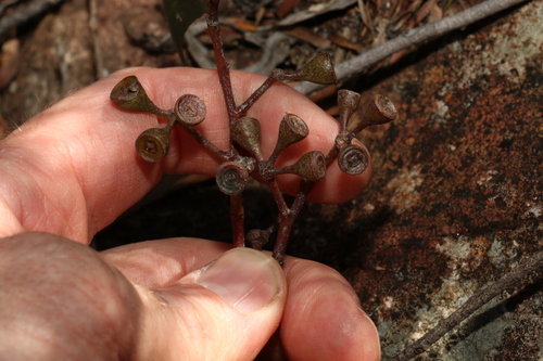 Image of Eucalyptus campanulata by (c) Greg Tasney, some rights reserved (CC BY-SA)