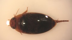 Copelatus chevrolati