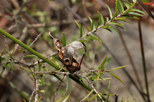 Image of Acacia saxicola by (c) Greg Tasney, some rights reserved (CC BY-SA)