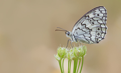 Melanargia larissa