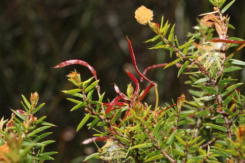 Image of Acacia saxicola by (c) Greg Tasney, some rights reserved (CC BY-SA)
