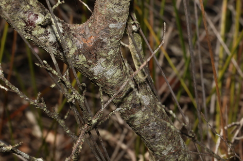 Image of Acacia saxicola by (c) Greg Tasney, some rights reserved (CC BY-SA)