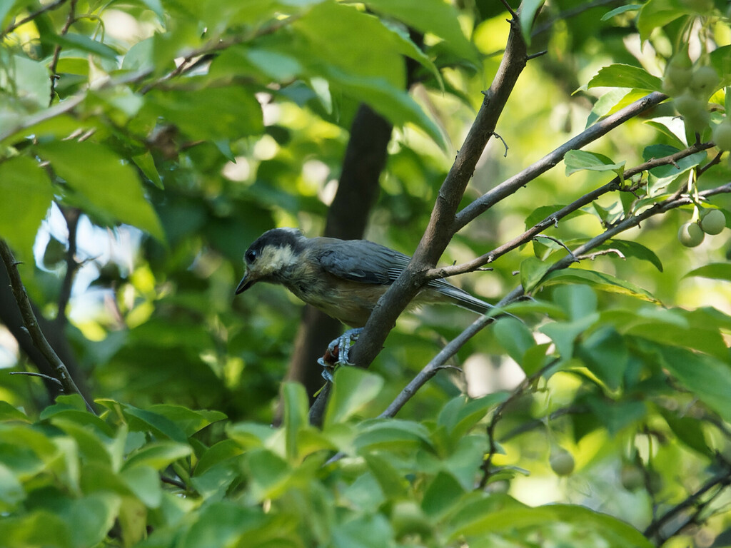 varied-tit-from-yoyogikamizonocho-shibuya-city-tokyo-151-0052-japan