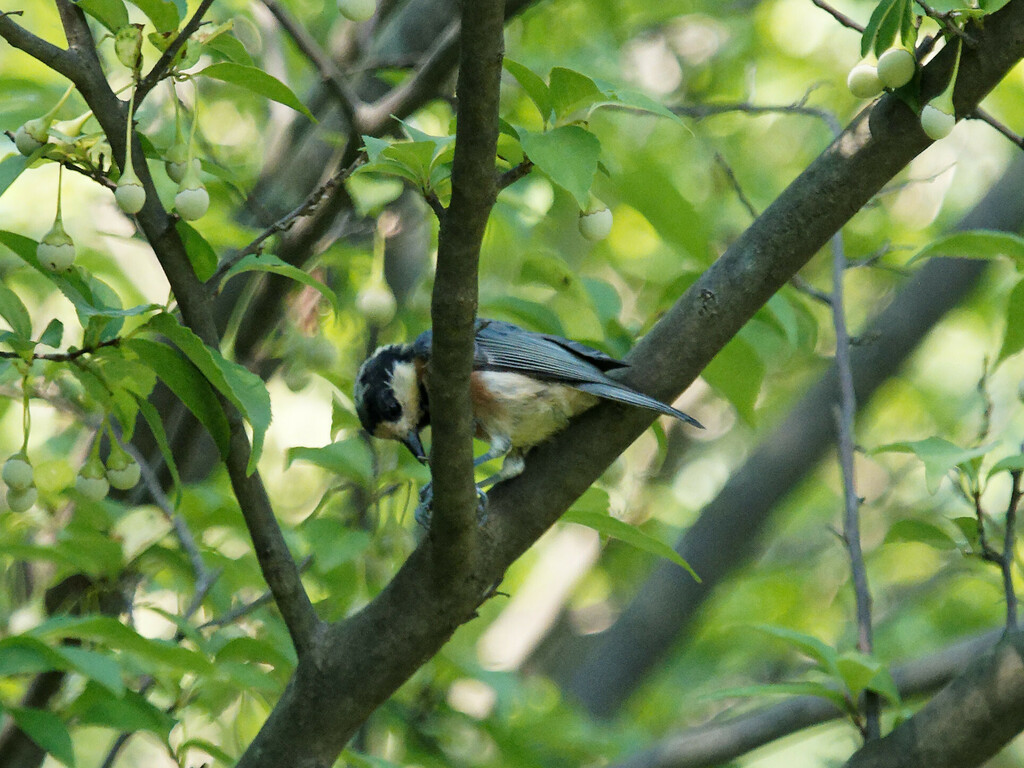 Varied Tit From Yoyogikamizonocho Shibuya City Tokyo 151 0052 Japan varied-tit-from-yoyogikamizonocho-shibuya-city-tokyo-151-0052-japan