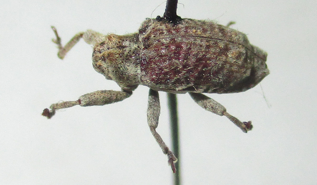 Pachyonyx triangularis