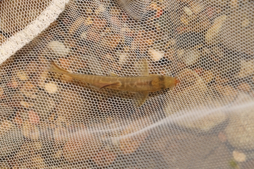 Beautiful loach (Traccatichthys pulcher) — Nemacheilidae — 3