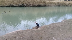 Cairina moschata domestica