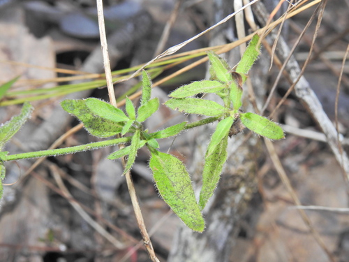 Image of Opercularia hispida by (c) Scott W. Gavins, some rights reserved (CC BY)