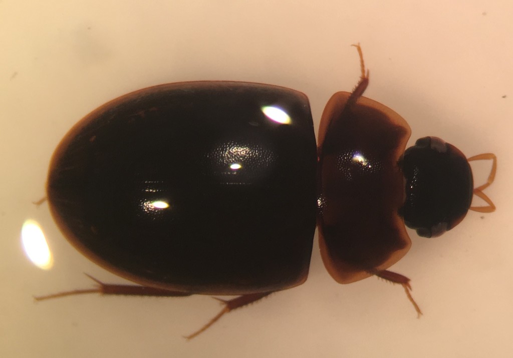 Cymbiodyta chamberlaini