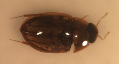 Enochrus ochraceus