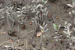 Tubuca coarctata