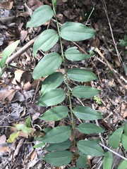 Strychnos angustiflora